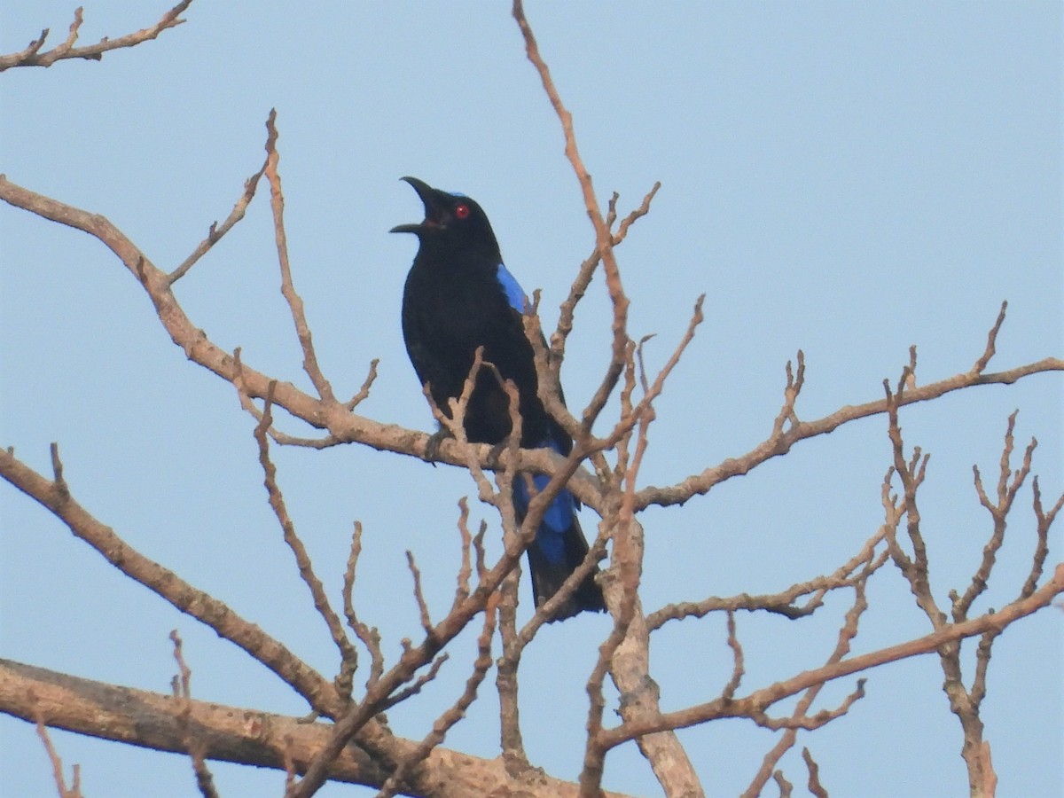 Asian Fairy-bluebird - ML151601801