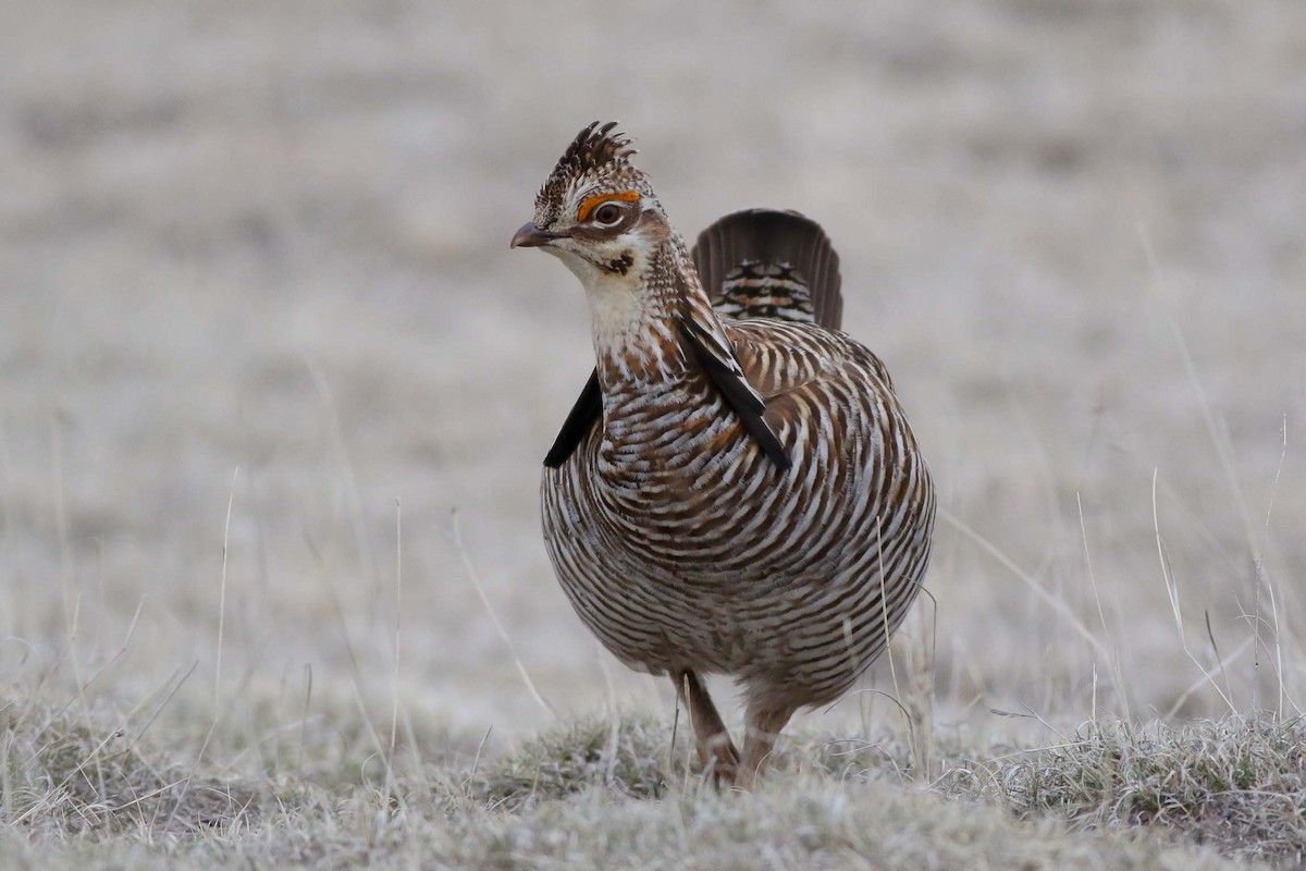Greater Prairie-Chicken - ML151602271