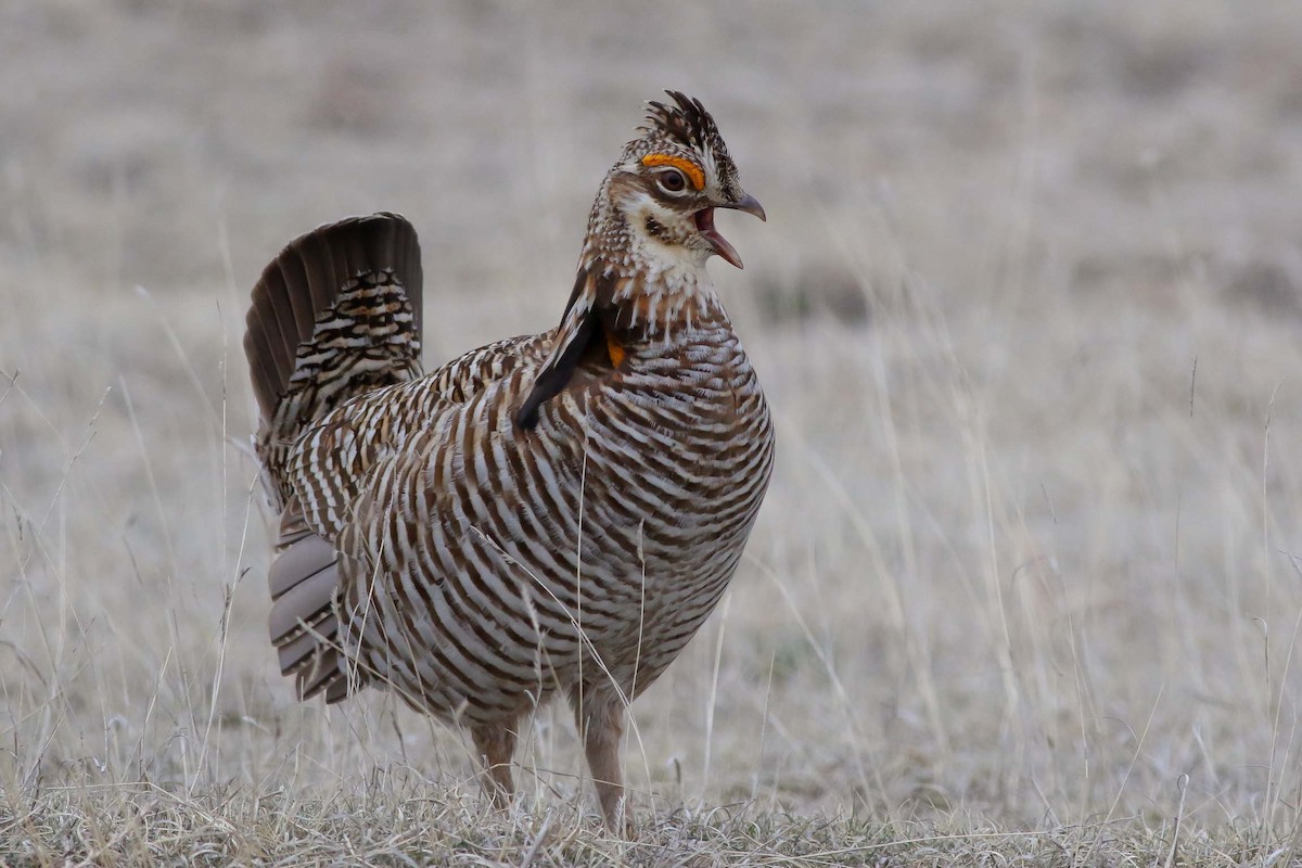Greater Prairie-Chicken - ML151602291