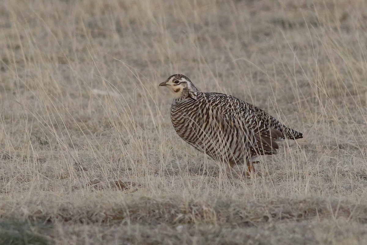 Greater Prairie-Chicken - ML151602331