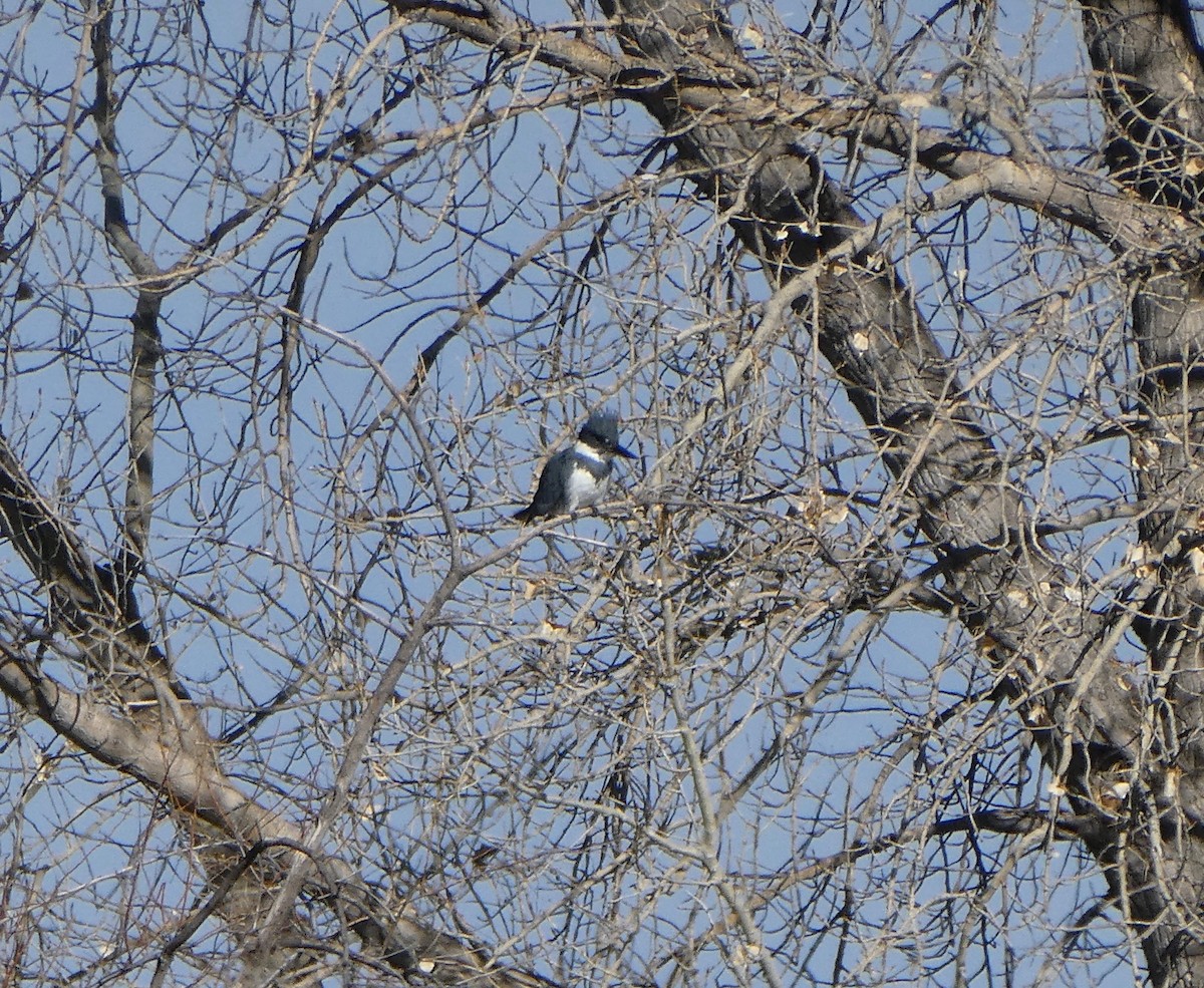 Belted Kingfisher - Ann Hunkins