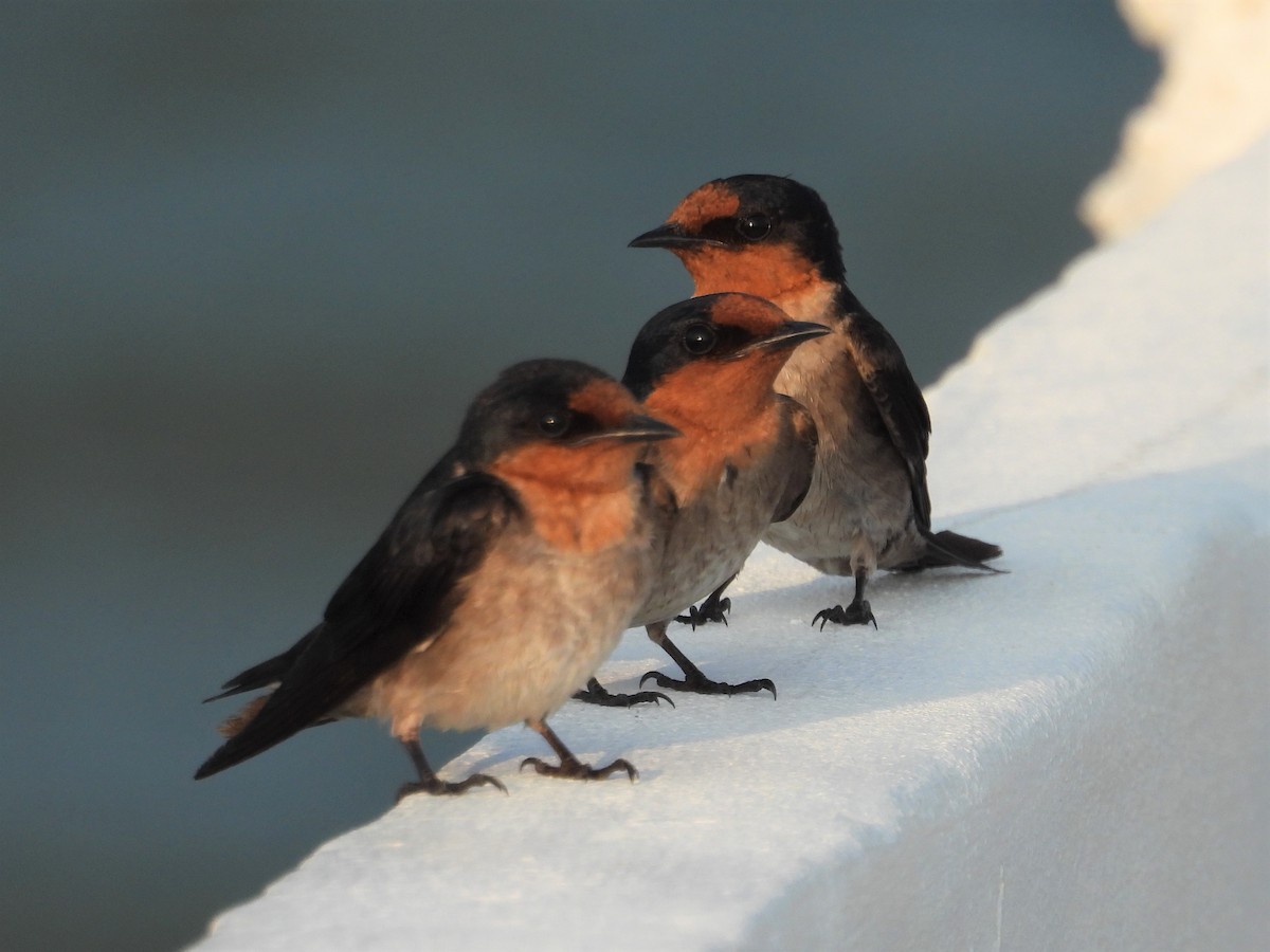 Pacific Swallow - ML151602941