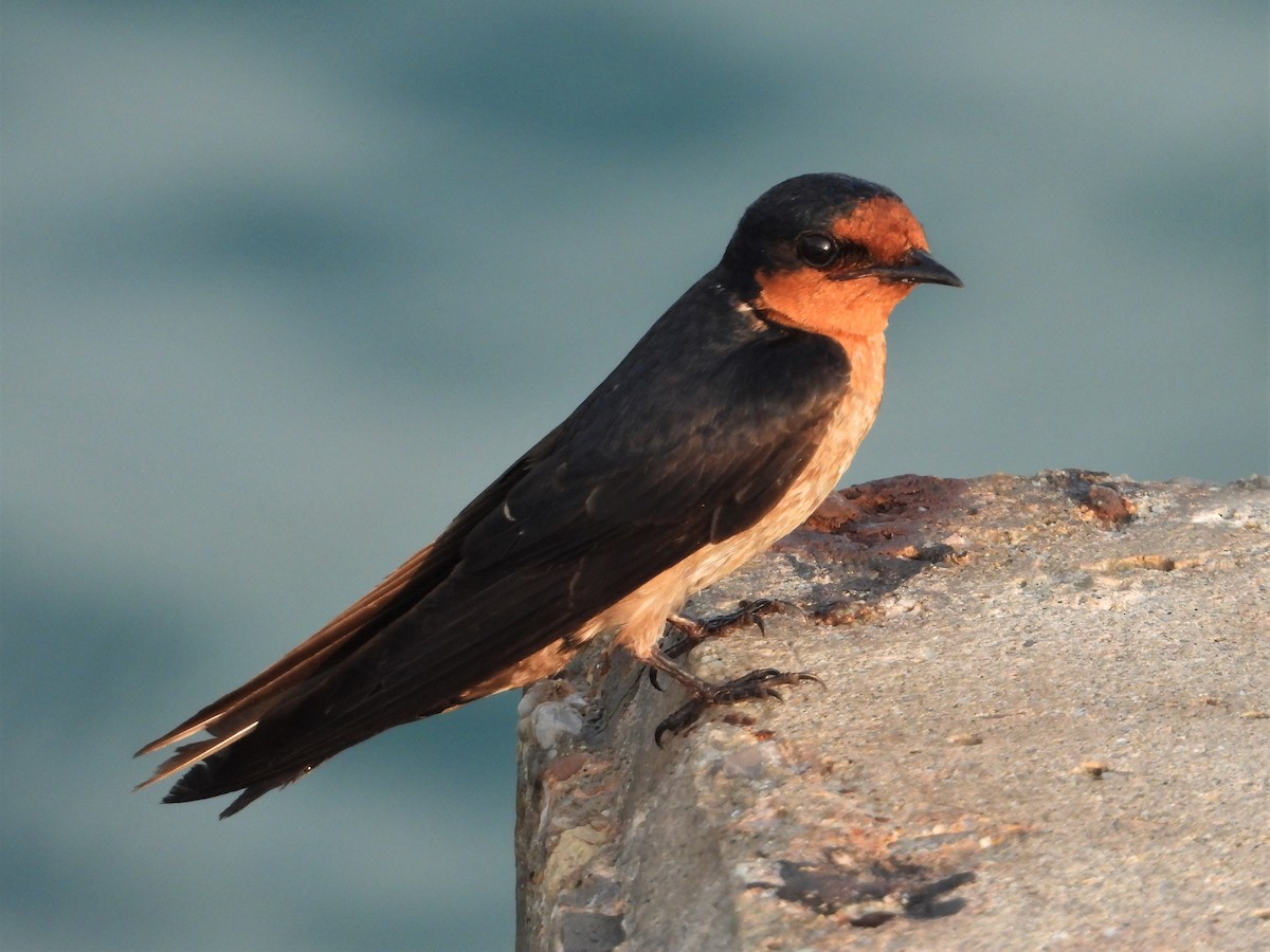 Pacific Swallow - ML151602951