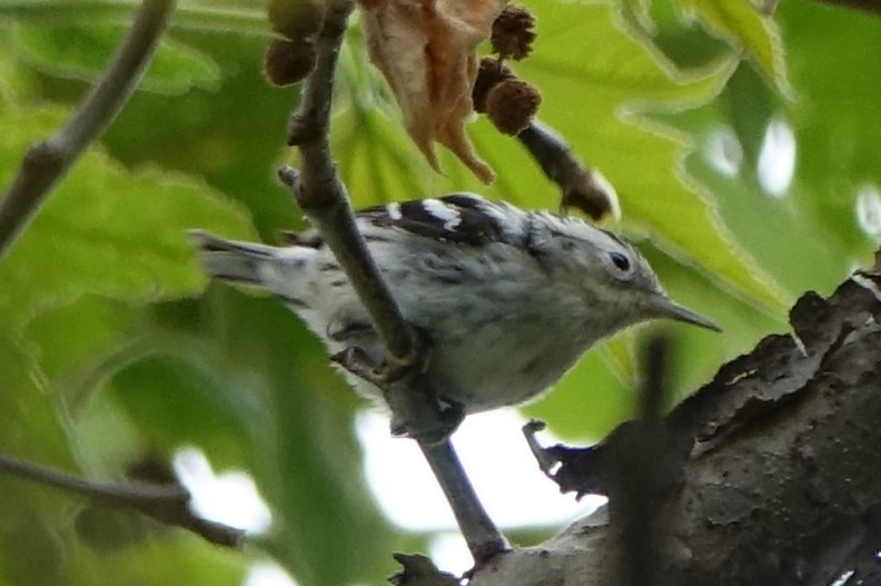 Black-and-white Warbler - ML151603221