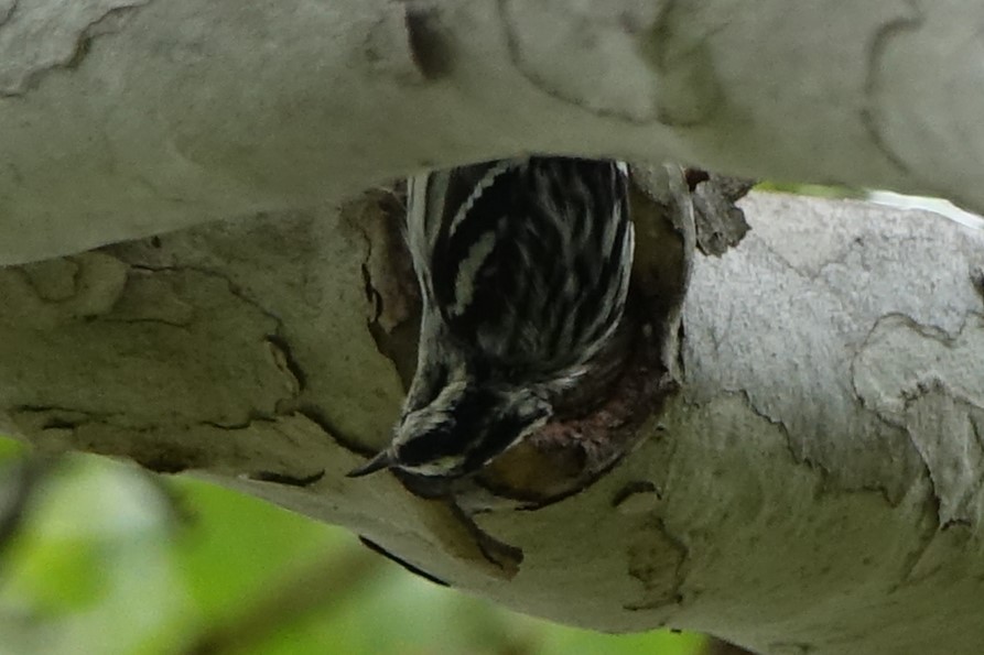 Black-and-white Warbler - ML151603261