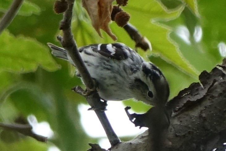 Black-and-white Warbler - ML151603521