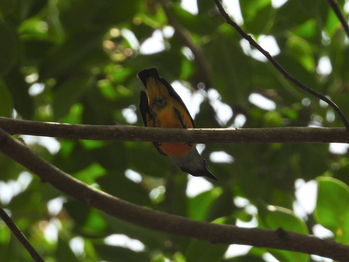 Orange-bellied Flowerpecker - ML151603531