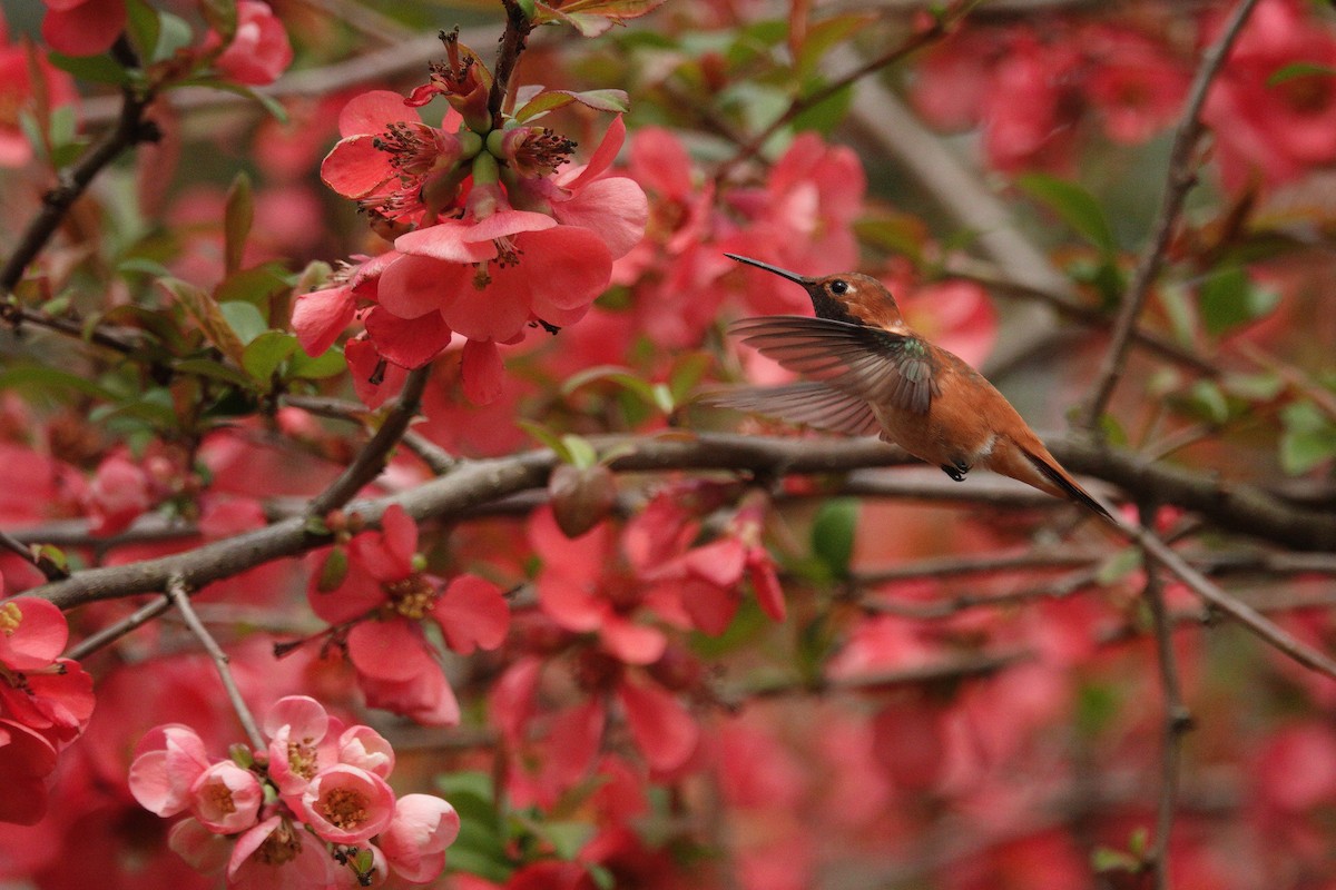Rufous Hummingbird - George Clulow