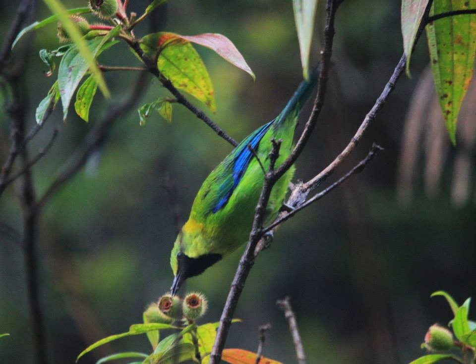 Blue-winged Leafbird - Krit Adirek