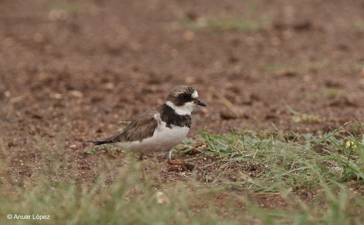 Semipalmated Plover - ML151604781