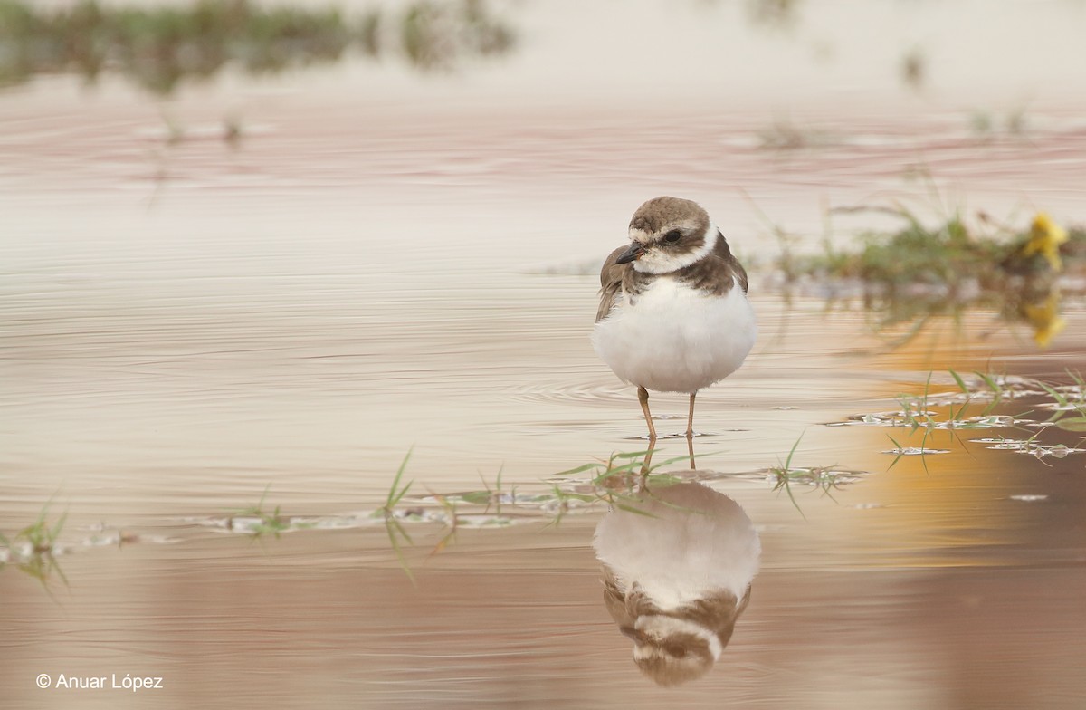 Semipalmated Plover - ML151604801