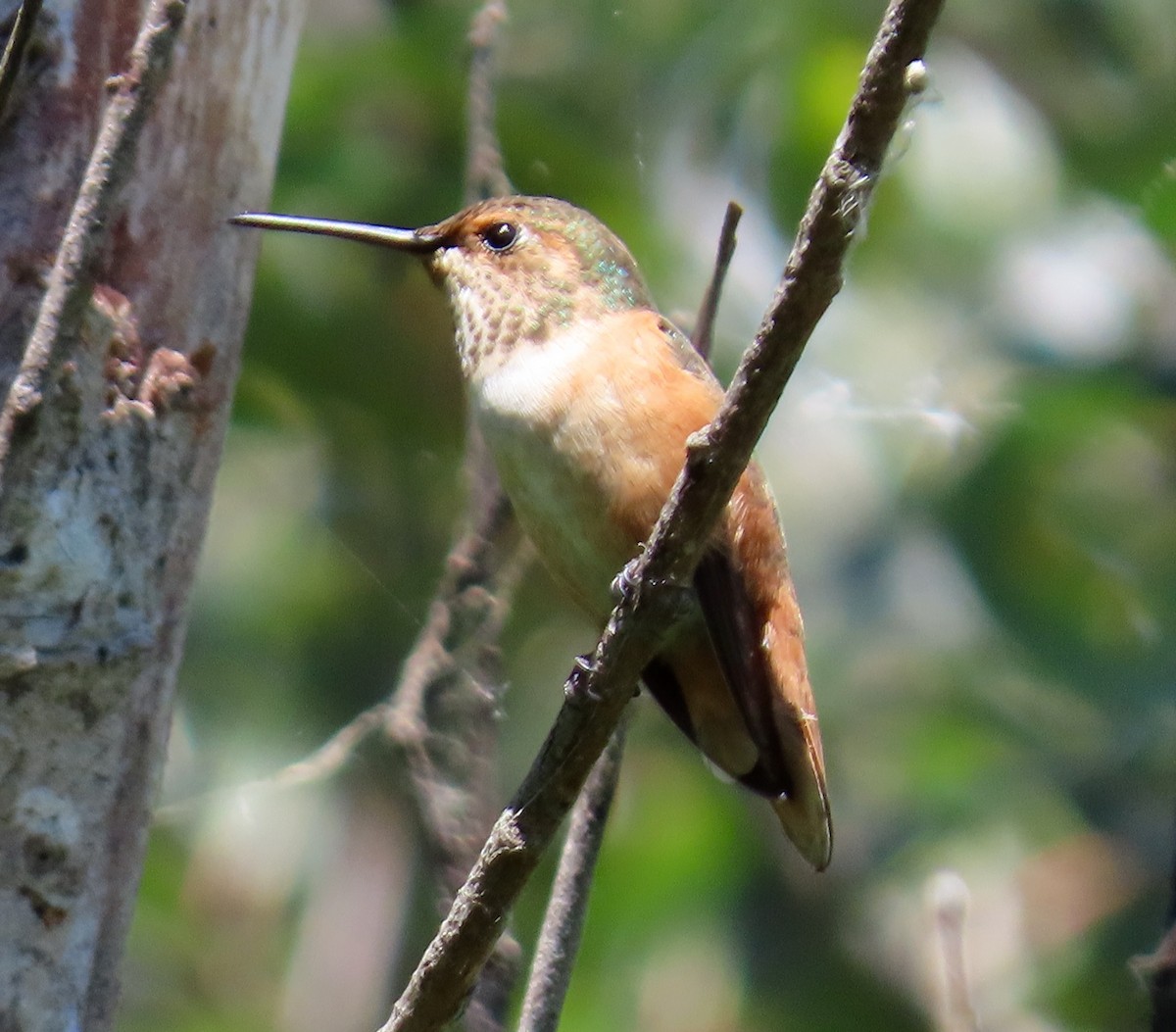 Allen's Hummingbird - ML151604941