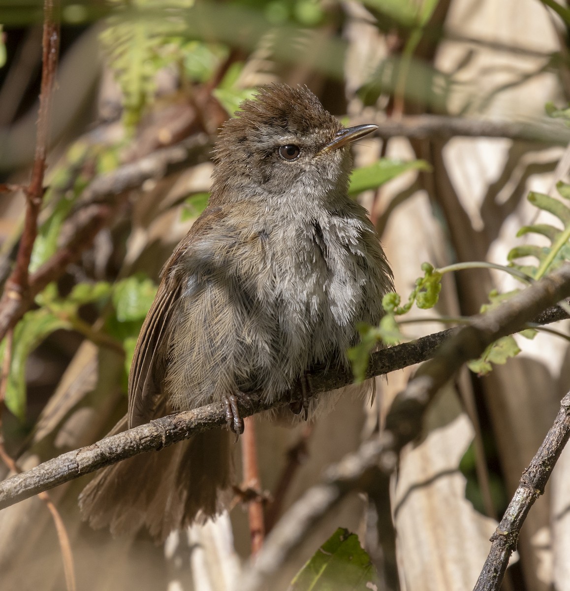 Aberrant Bush Warbler (Sunda) - Marie Lister