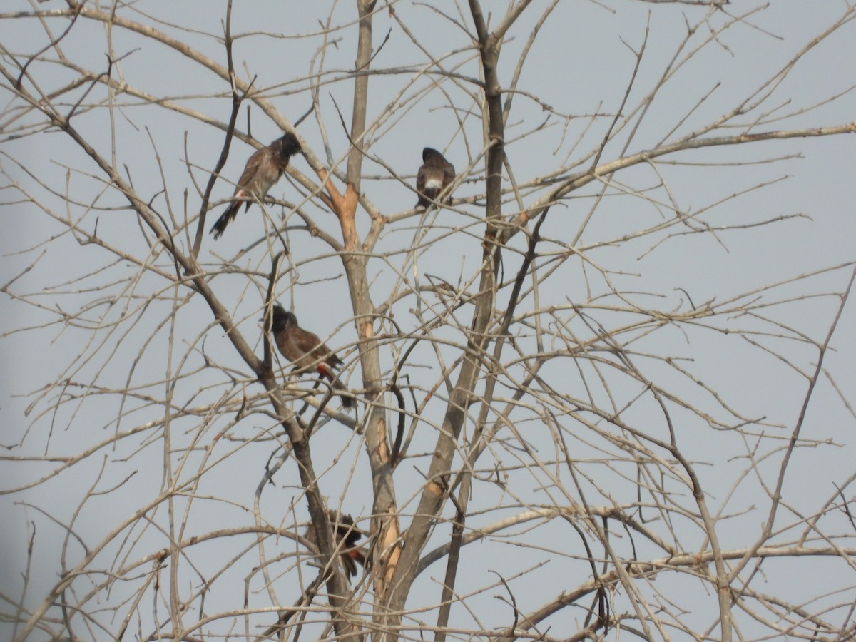 Red-vented Bulbul - ML151605571