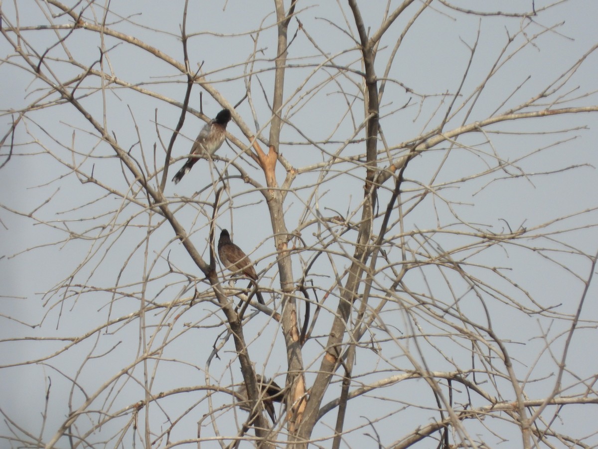 Red-vented Bulbul - ML151605591