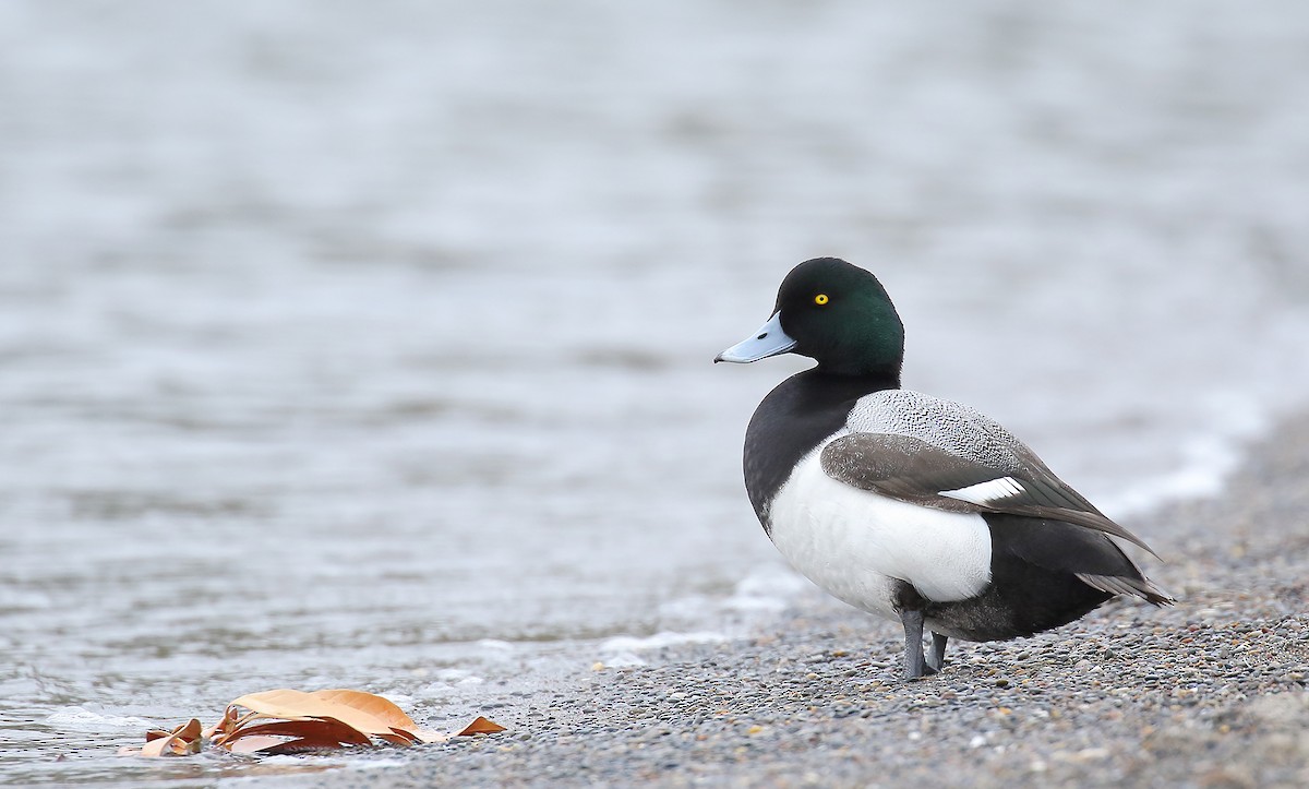 Greater Scaup - ML151605871