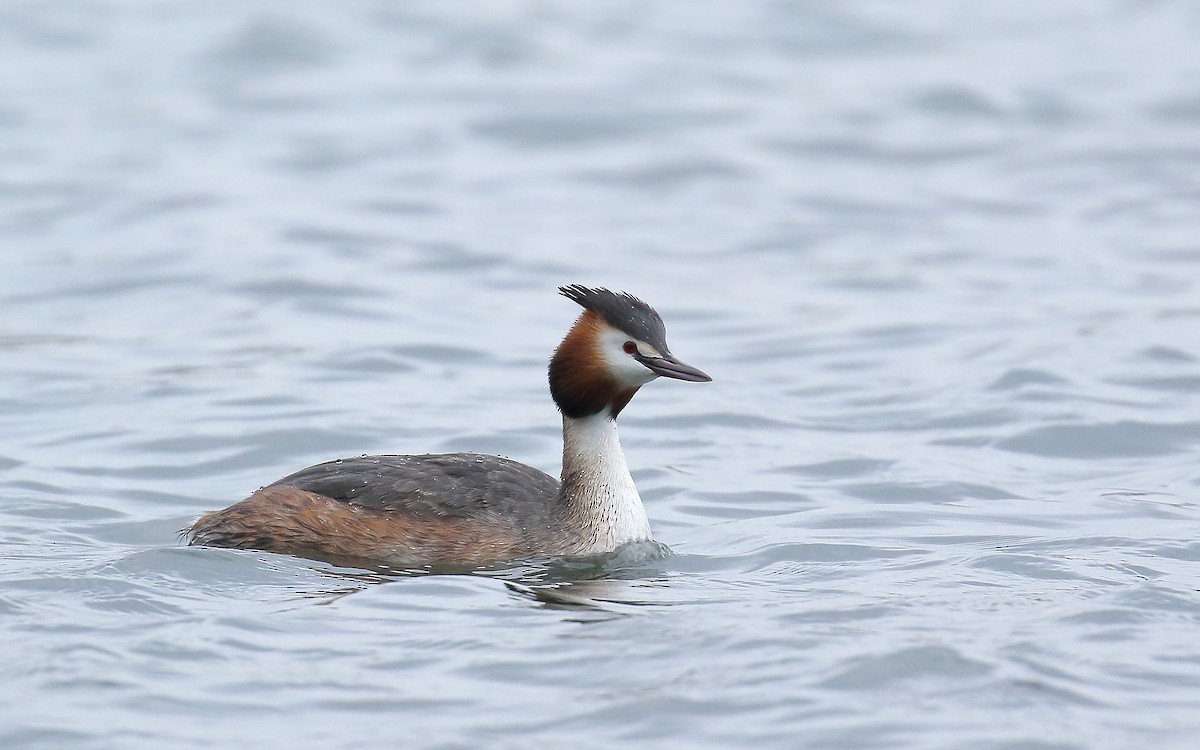 Great Crested Grebe - ML151605911