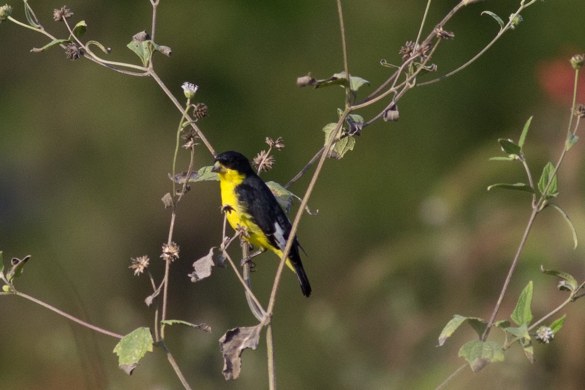 Lesser Goldfinch - Francis Canto Jr