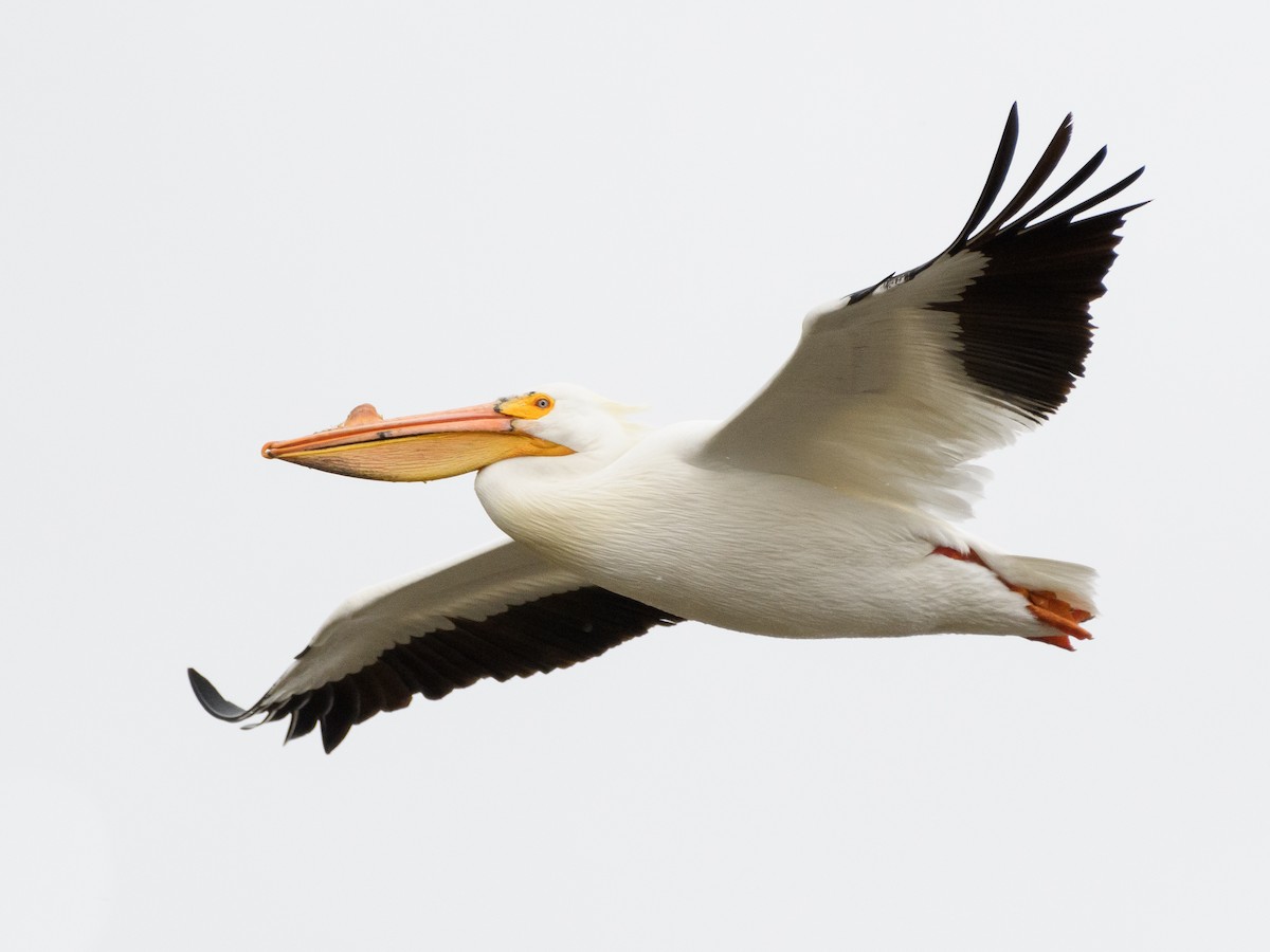 American White Pelican - Darren Clark