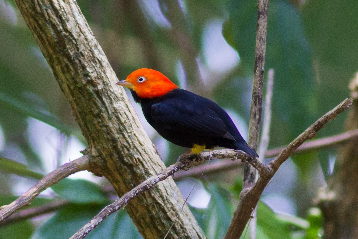 Red-capped Manakin - Francis Canto Jr