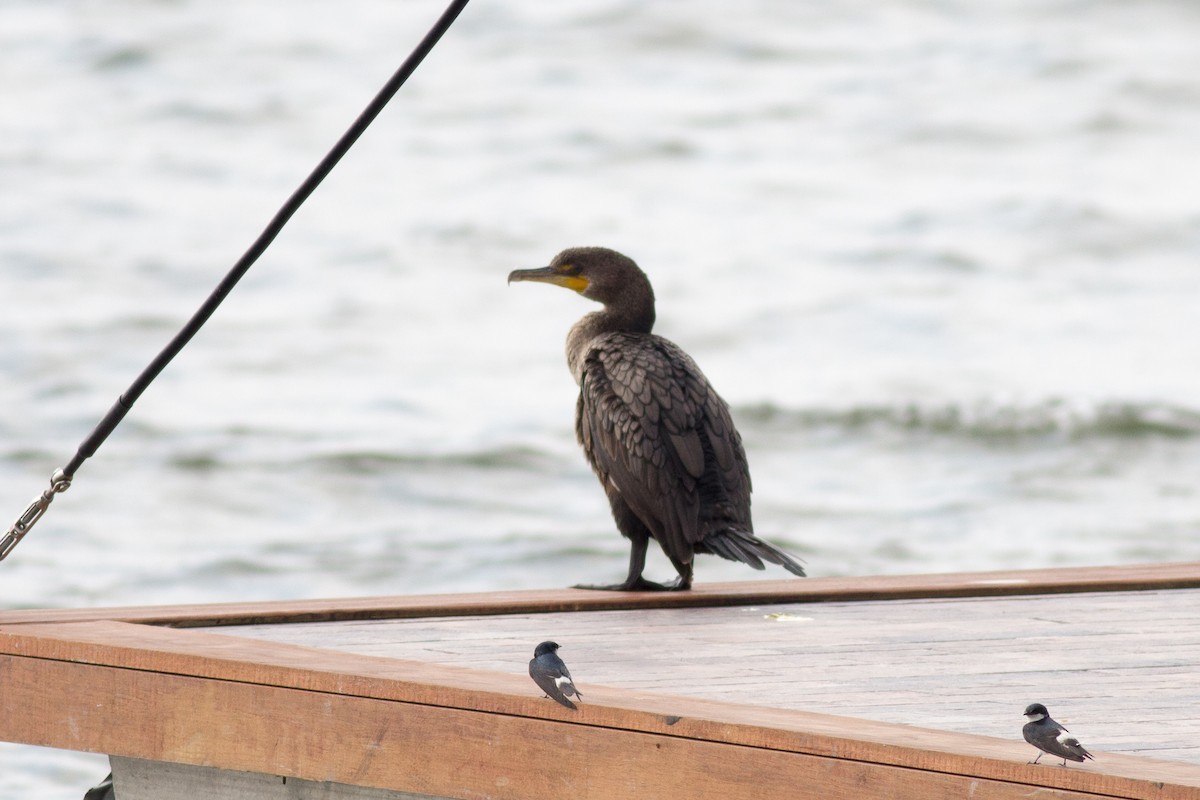 Double-crested Cormorant - Francis Canto Jr