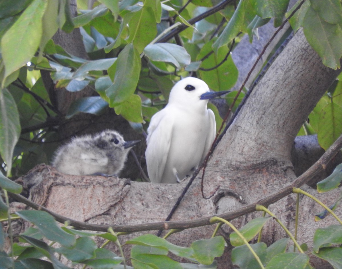White Tern (Pacific) - Tresa Moulton