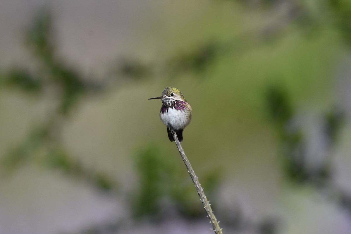 Calliope Hummingbird - ML151607501