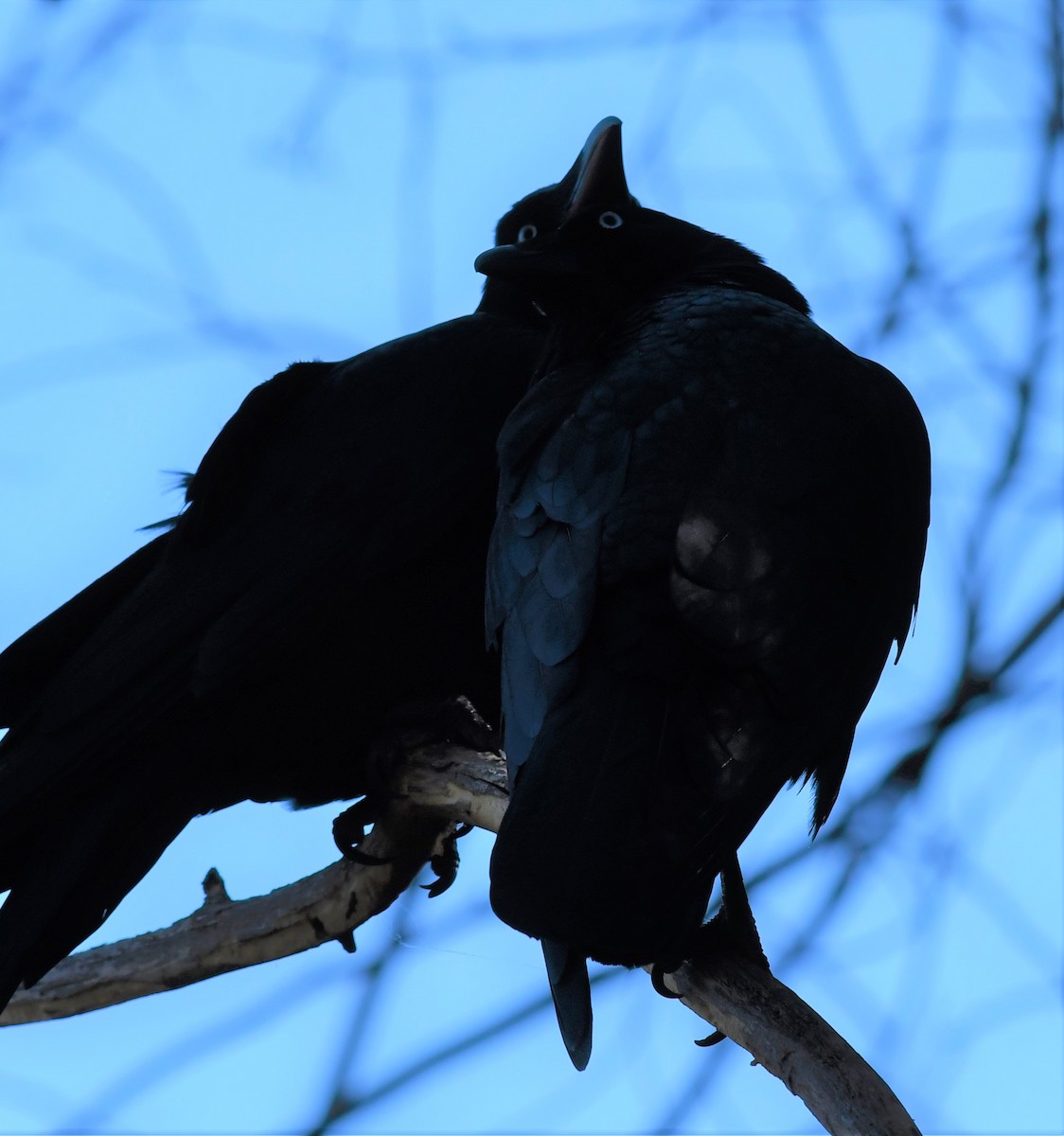 Australian Raven - John Francis