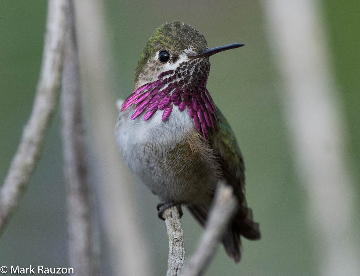 Calliope Hummingbird - Mark Rauzon