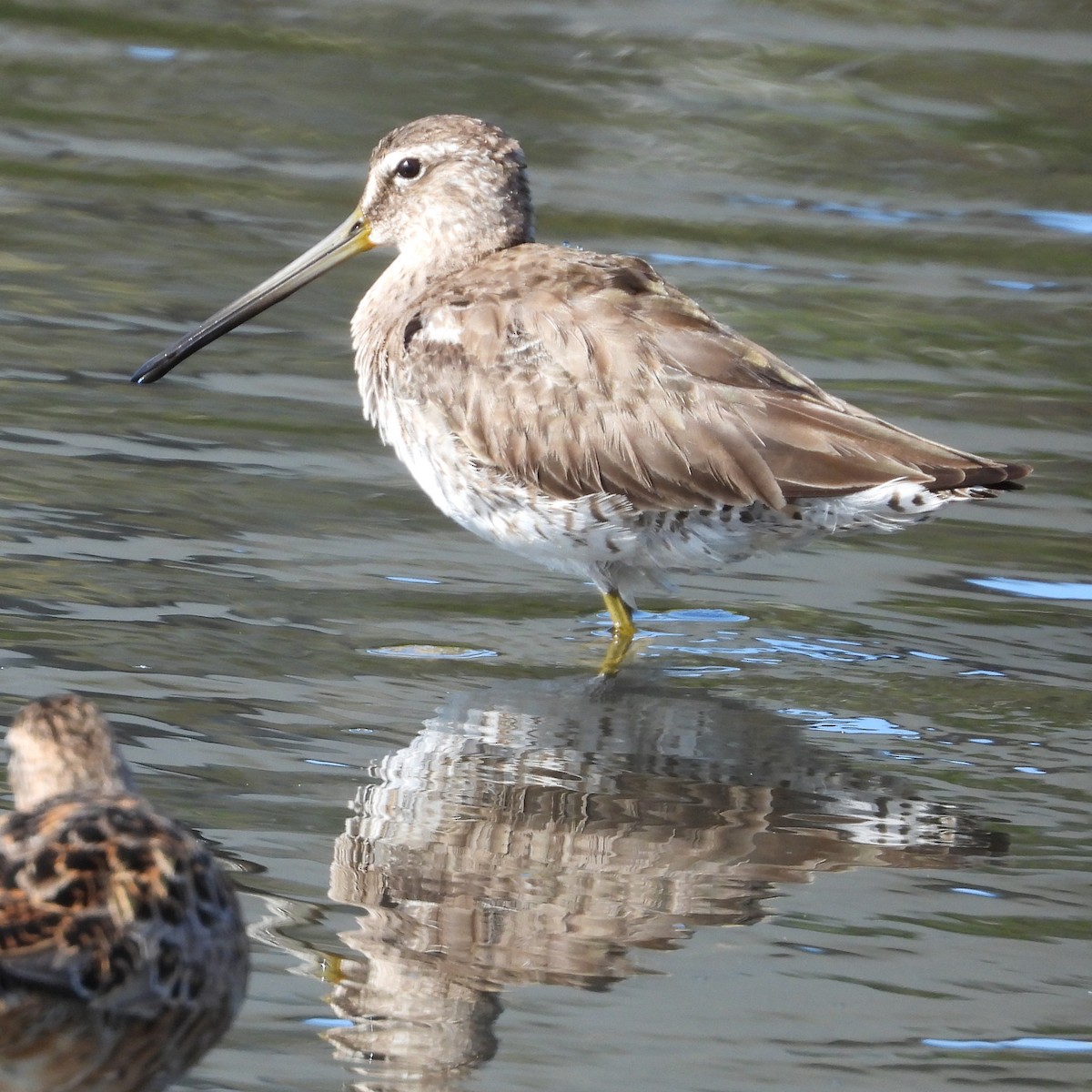 Long-billed Dowitcher - Peter Jungblut