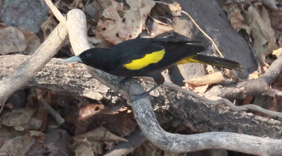 Yellow-winged Cacique - ML151608151