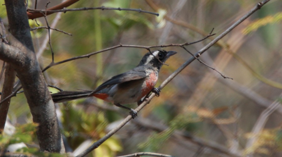 Red-breasted Chat - ML151608201