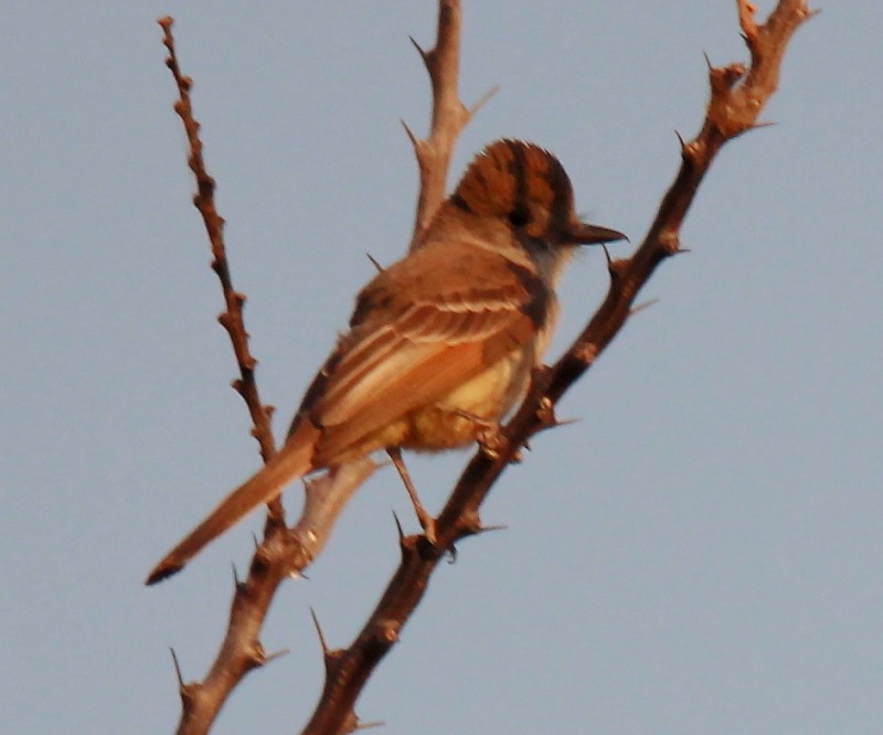 Brown-crested Flycatcher - ML151608261