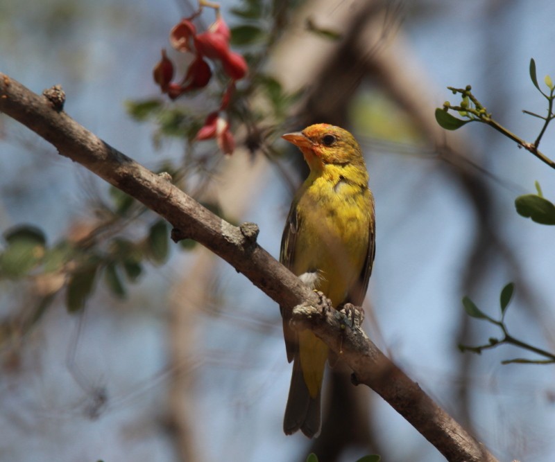 Western Tanager - ML151608501