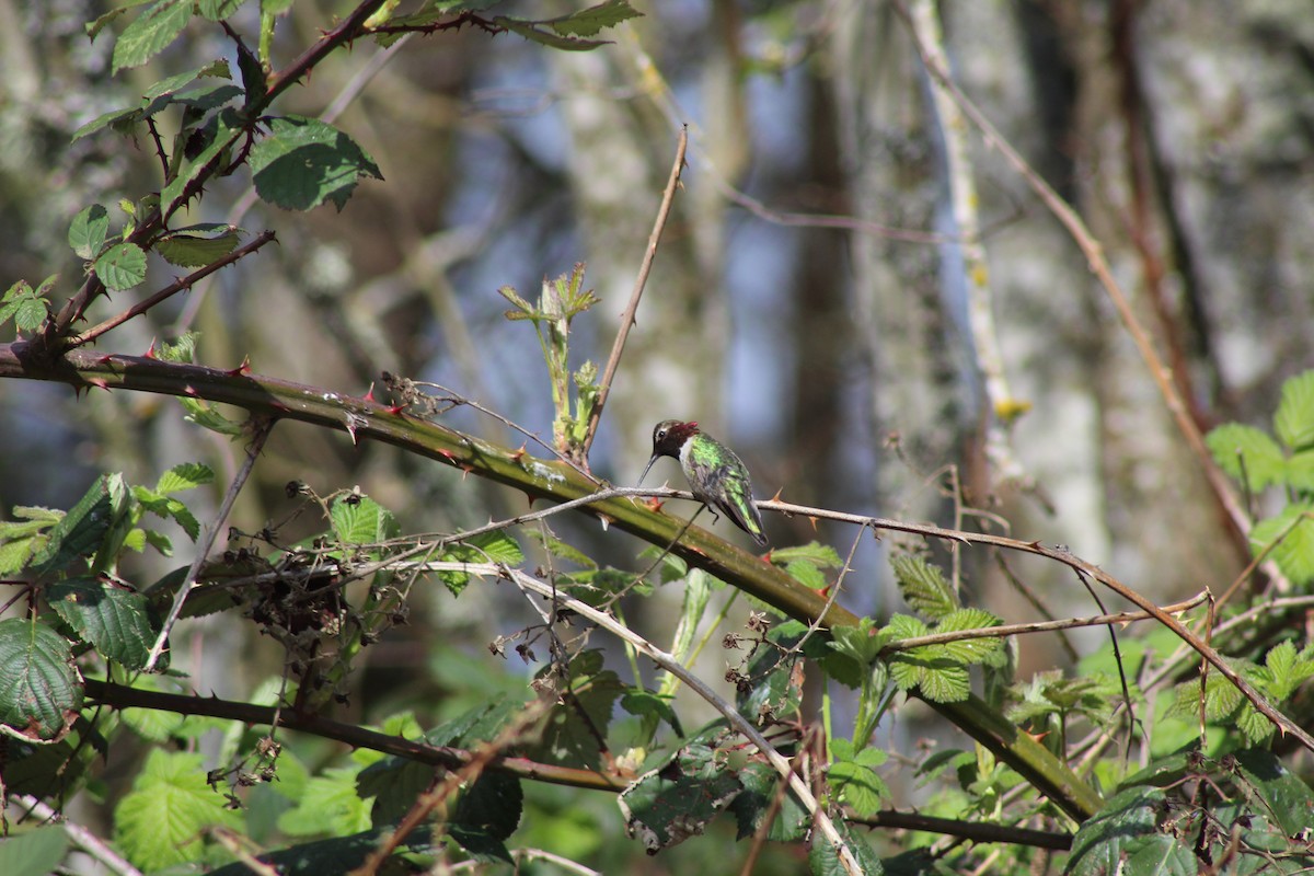 Anna's Hummingbird - ML151608781