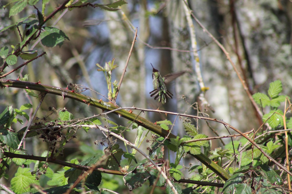 Anna's Hummingbird - ML151608881
