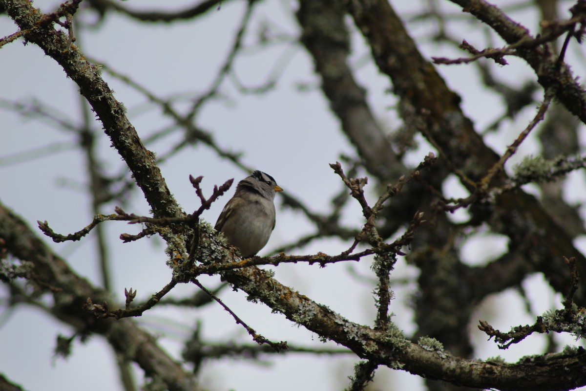 White-crowned Sparrow - Dan Kuhlman