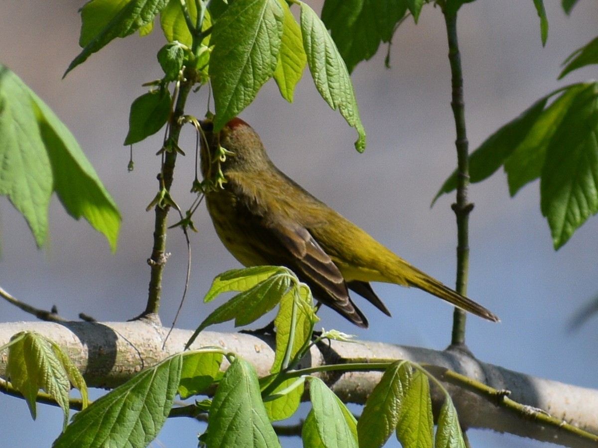 Palm Warbler (Yellow) - Patrick McGill