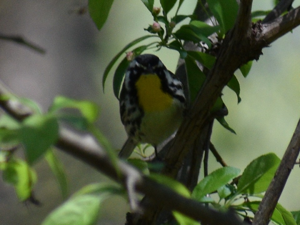Yellow-throated Warbler - Patrick McGill