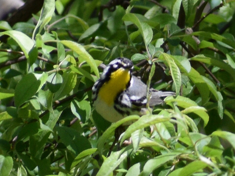 Yellow-throated Warbler - Patrick McGill