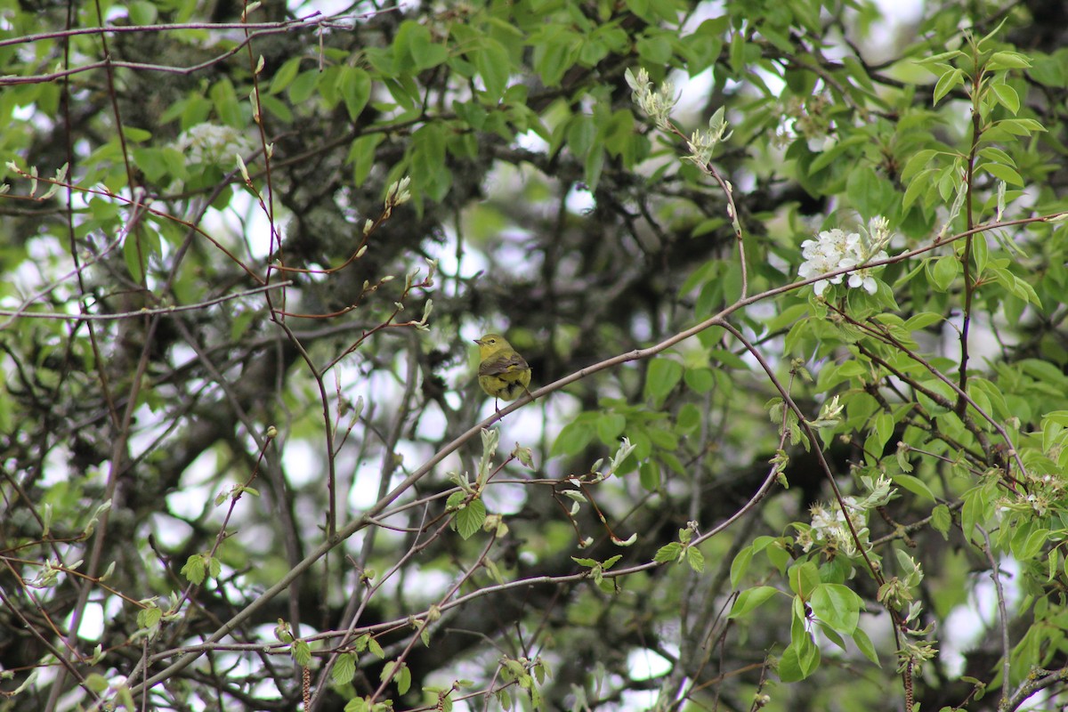 Orange-crowned Warbler - ML151610781