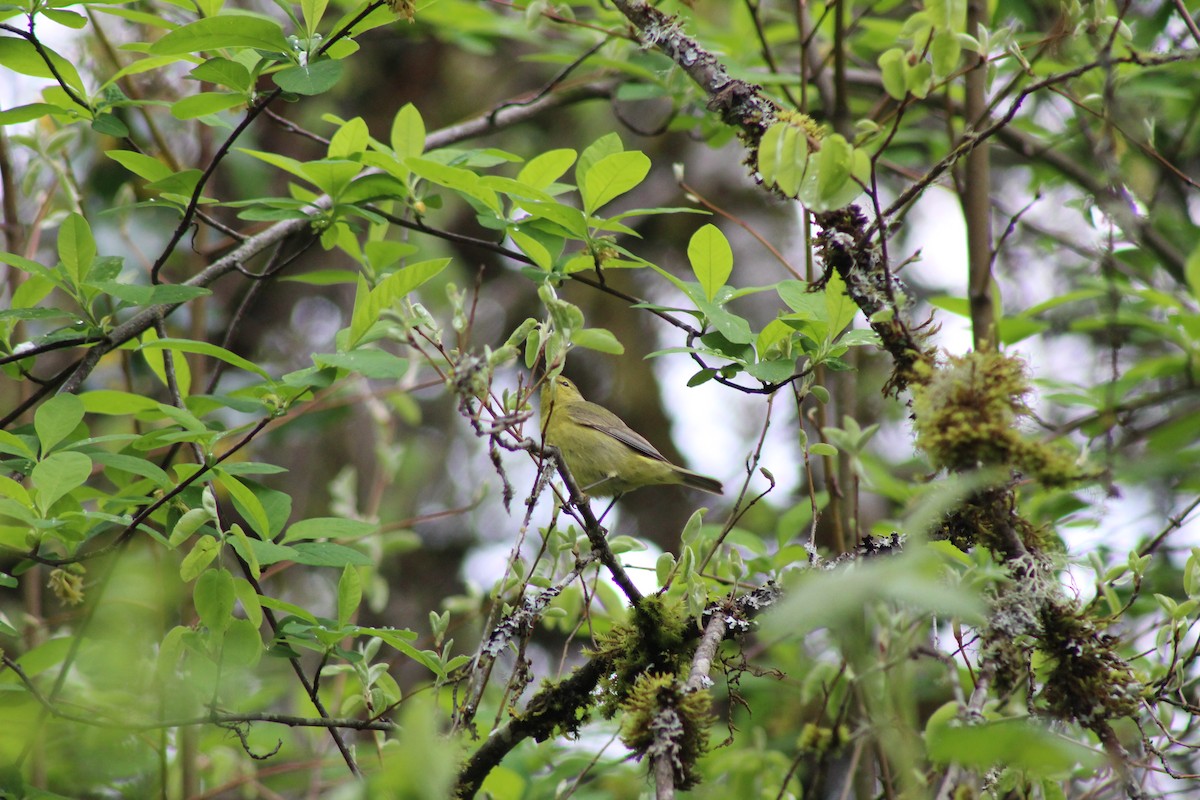 Orange-crowned Warbler - ML151610801