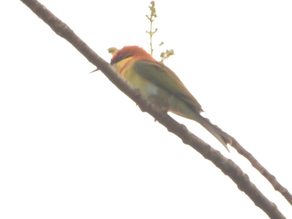 Chestnut-headed Bee-eater - ML151611111