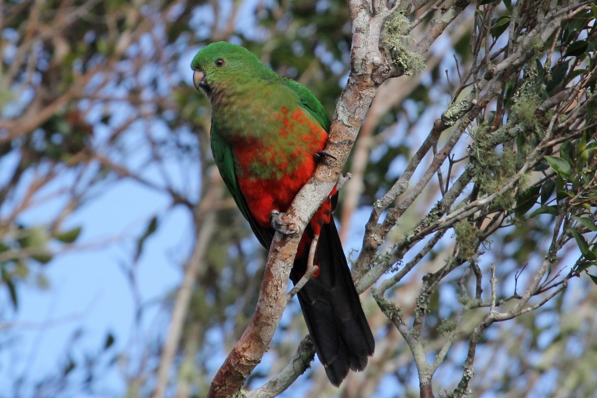 Australian King-Parrot - Ray Turnbull