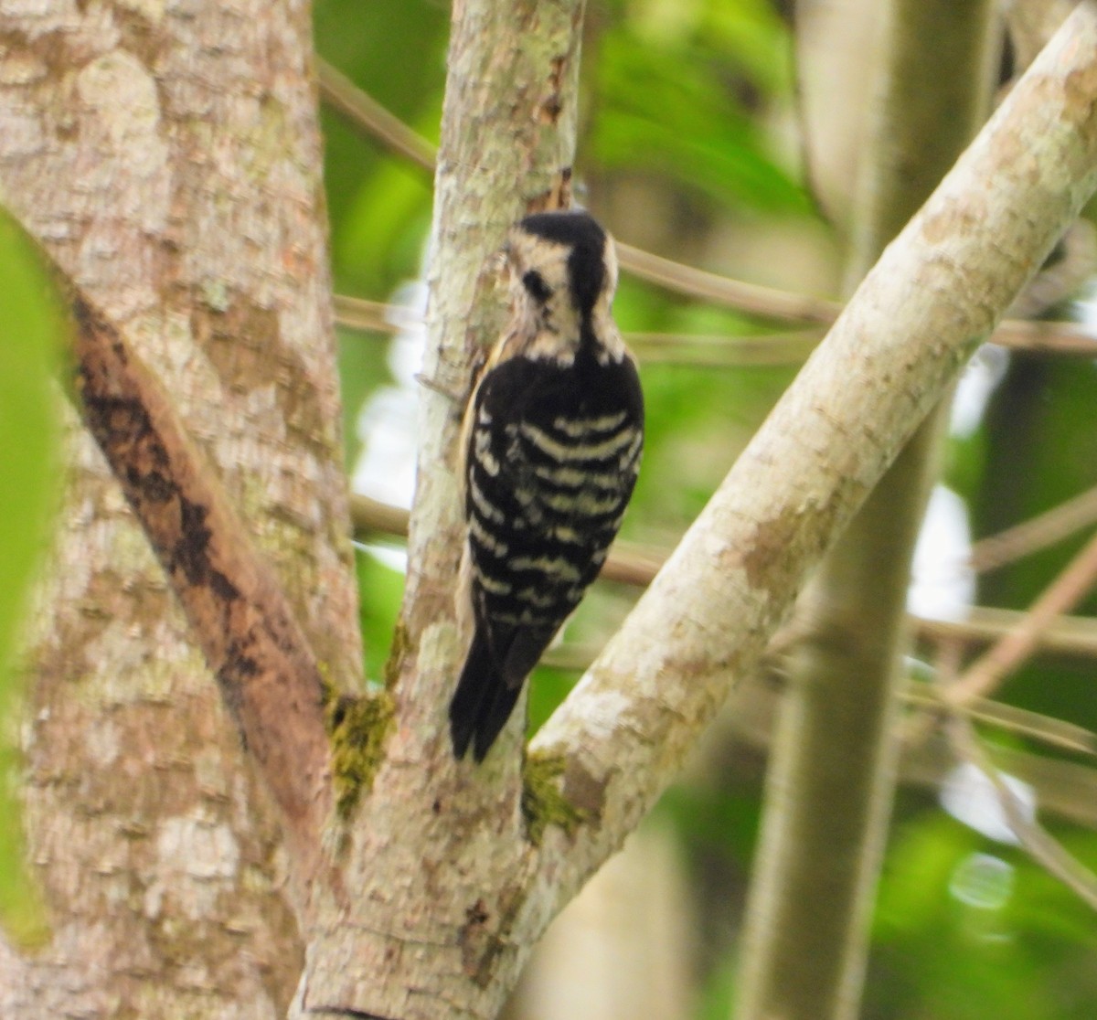 Gray-capped Pygmy Woodpecker - ML151611181