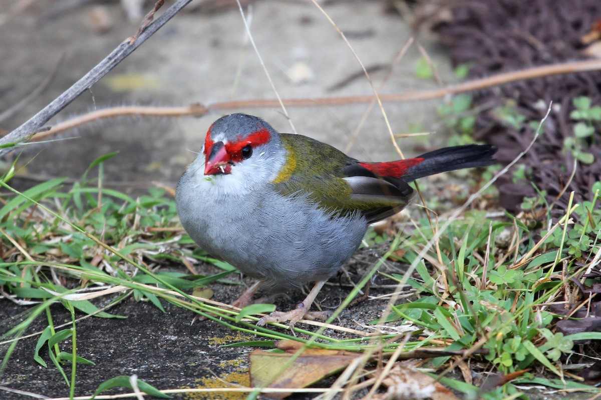 Red-browed Firetail - ML151611191