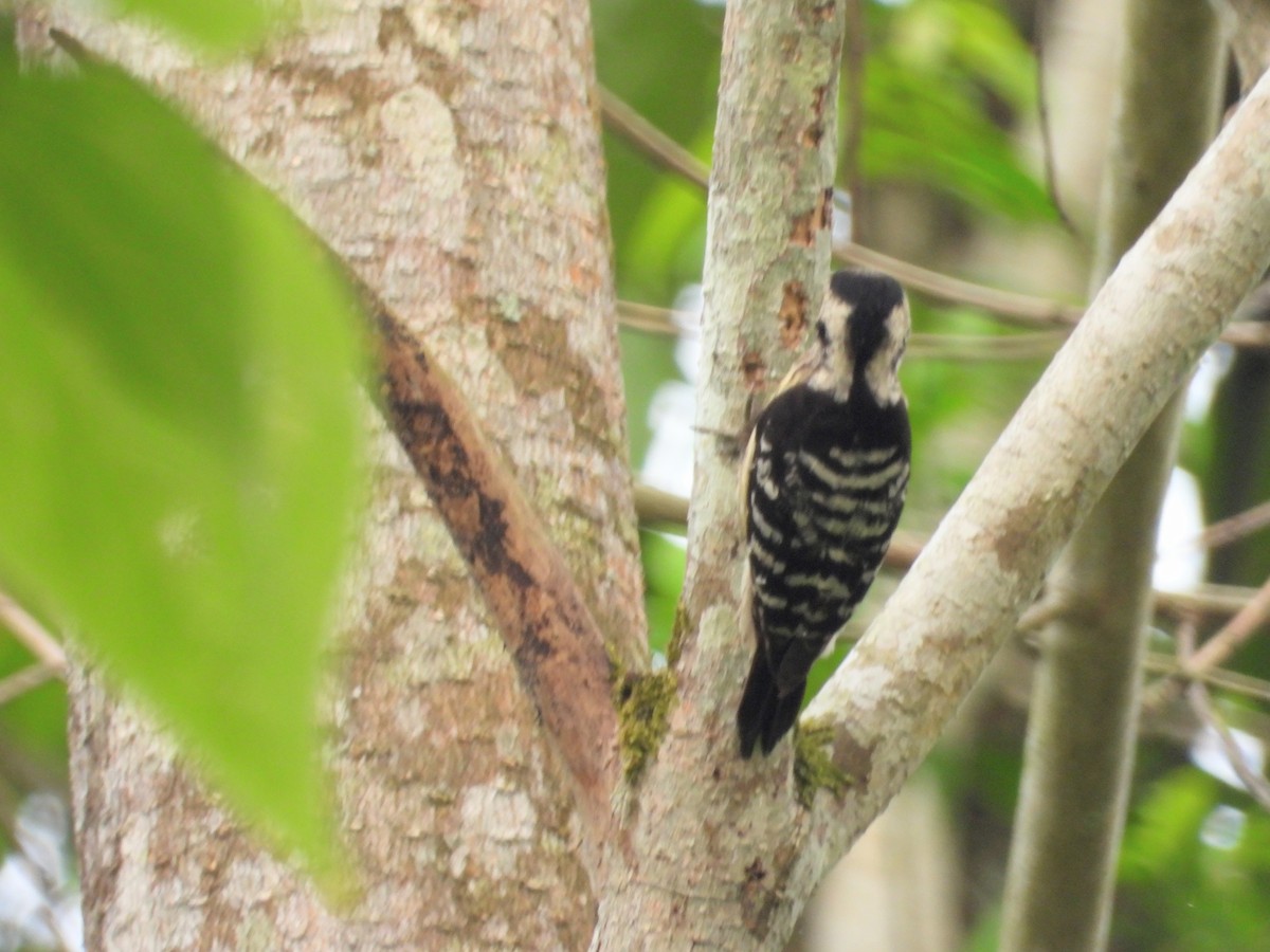 Gray-capped Pygmy Woodpecker - ML151611201