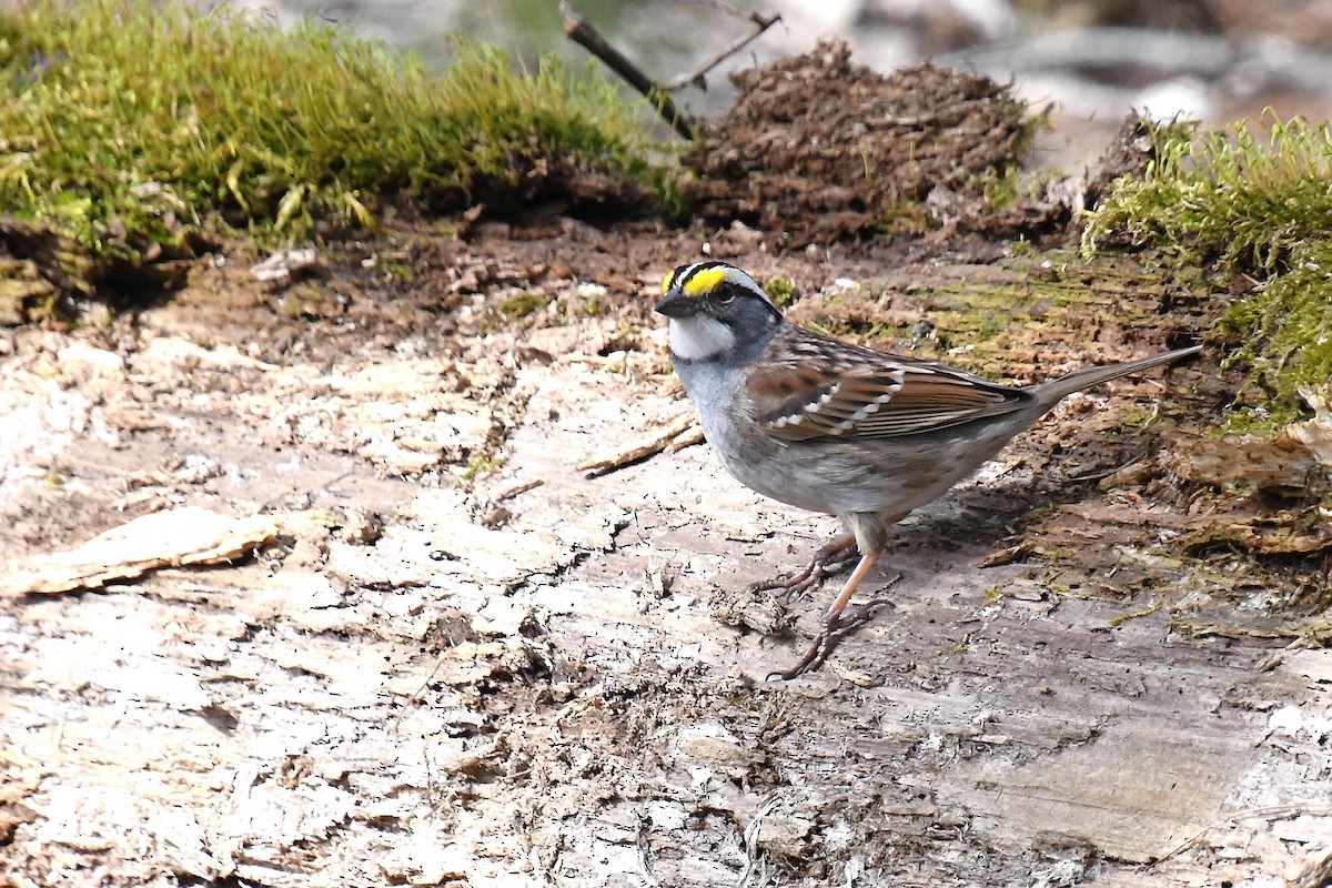 White-throated Sparrow - Linn H