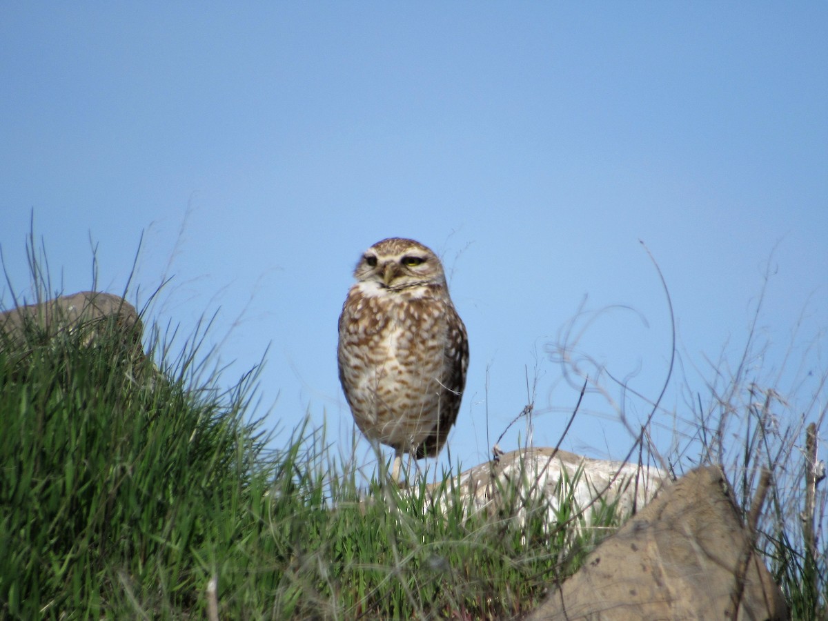 Burrowing Owl - David Poortinga