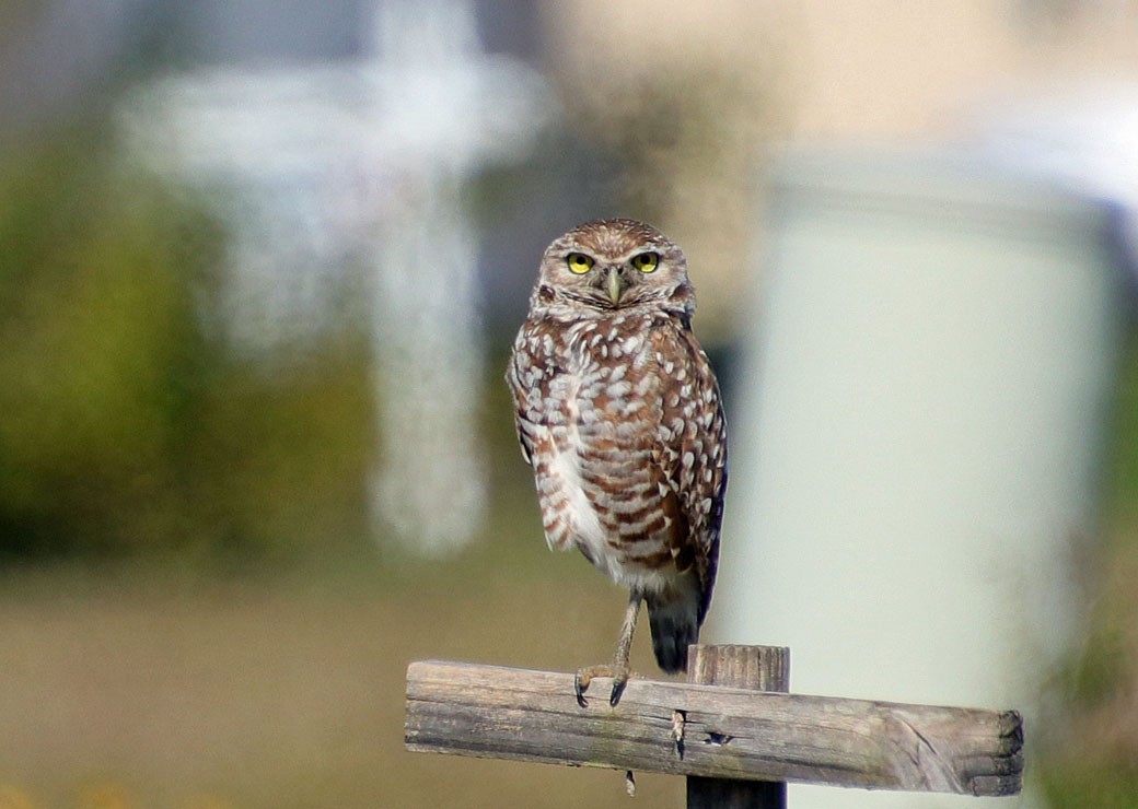 Burrowing Owl - Pat Mulligan